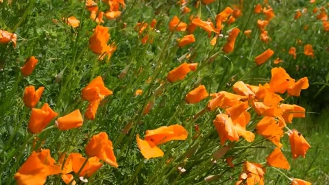 Background with flowers Stock Footage 154622136