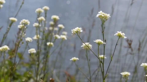Background with flowers Stock Footage 155038001