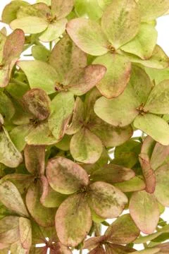 Background from flowers of hydrangea close-up Stock Photos