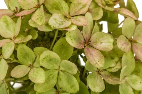Background from flowers of hydrangea close-up Stock Photos