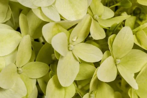 Background of flowers hydrangeas paniculata, lat.hydrangea paniculata Stock Photos