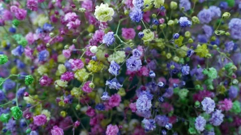 Background with flowers of multi-colored and rainbow gypsophila. Bouquet for the Stock Footage 266484040