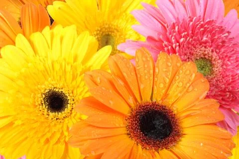 Background of flowers Stock Photos