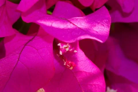 Background from flowers Stock Photos