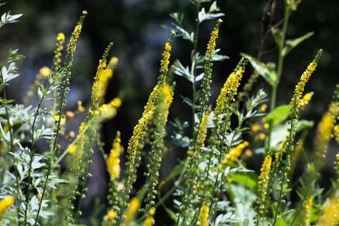 The background of flowers. Stock Photos
