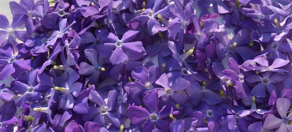 Background flowers Stock Photos
