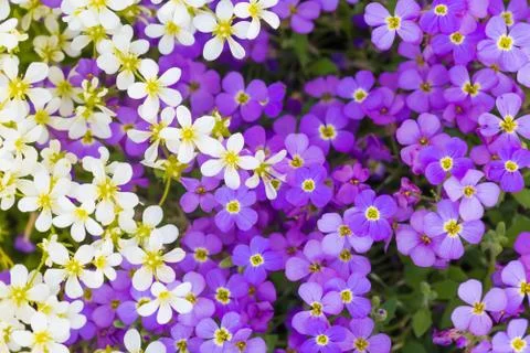 Background of flowers Stock Photos