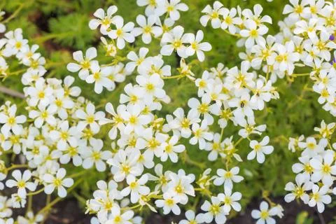 Background of flowers Stock Photos