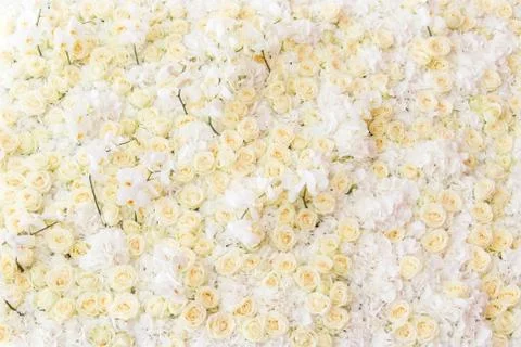 Background of flowers Stock Photos