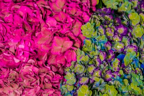 Background of flowers. Stock Photos