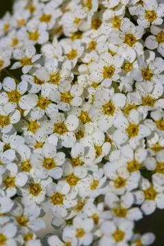 Background of flowers 스톡 사진