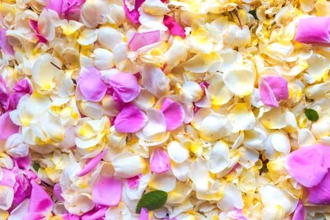 Background of flowers Stock Photos