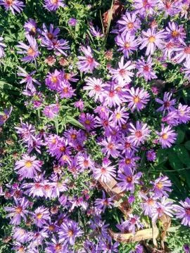 Background of flowers. Foto stock