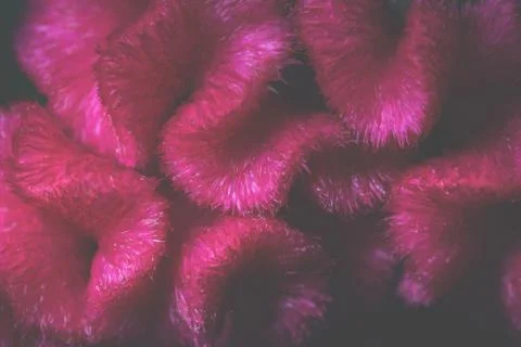 Background from flowers Stock Photos