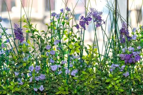Background of flowers. Stock Photos