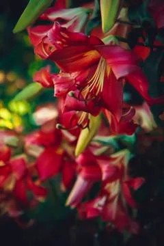 Background with flowers. Stock Photos