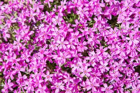 Background of flowers Stock Photos