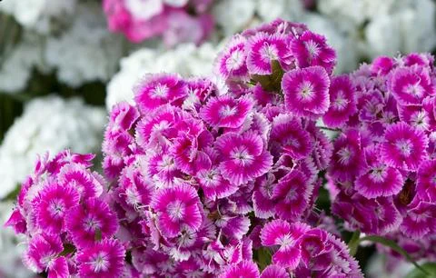 Background of flowers Stock Photos