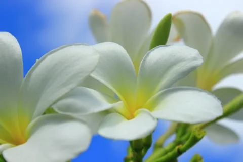 Background from the flowers of PLUMERIA in the approximation Stock Photos