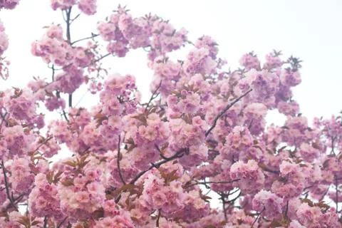 Background of the flowers of sakura Stock Photos