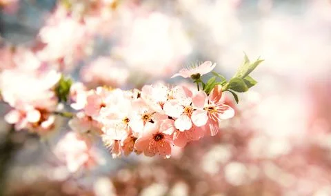 Background with flowers on a spring day. Stock Photos
