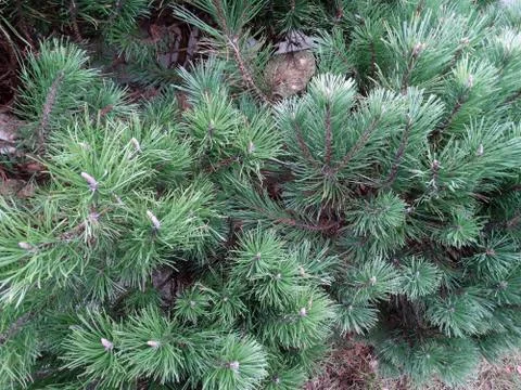 Background of fluffy green pine branches on a blurred background Stock Photos