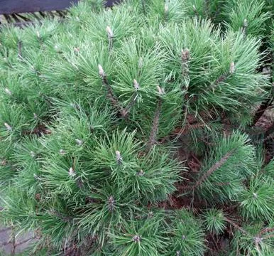 Background of fluffy green pine branches on a blurred background Stock Photos