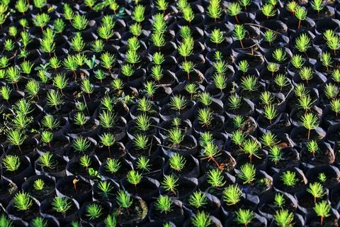 Background from fluffy young pine sprigs of spruce. Photos
