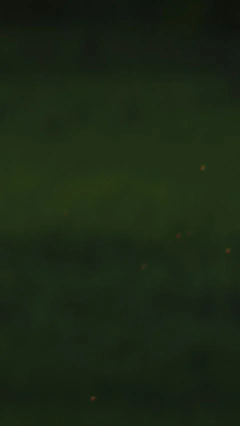 Background with flying mosquitoes insects in summer evening park forest. many m Stock Footage 341150931