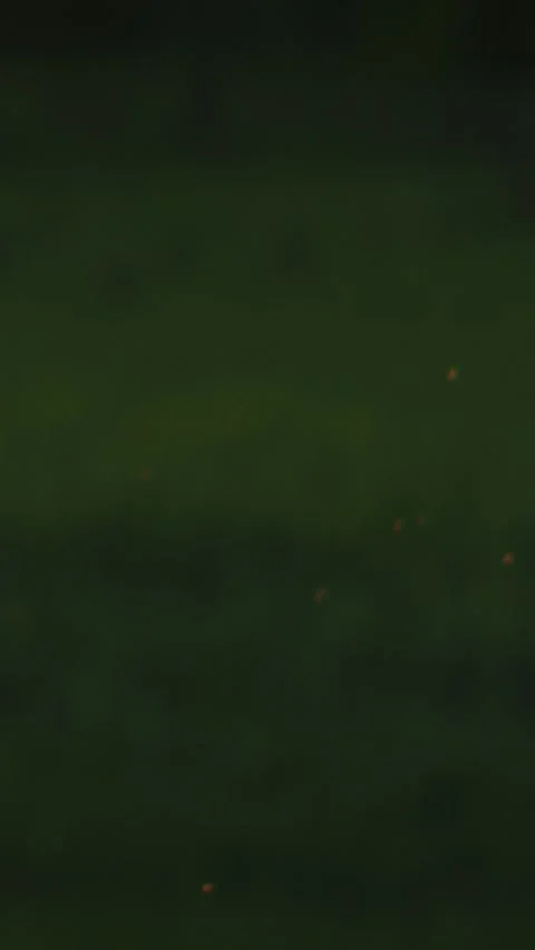 Background with flying mosquitoes insects in summer evening park forest. many Stock Footage 341363340