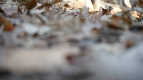Background focused, front blur Leaves On the Ground Stock Footage 122486565
