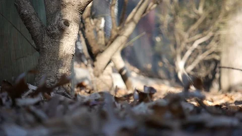 Background focused, front blur Leaves On the Ground Stock Footage 122486595
