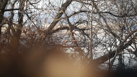 Background focused, Front leaves Stock Footage 122486600