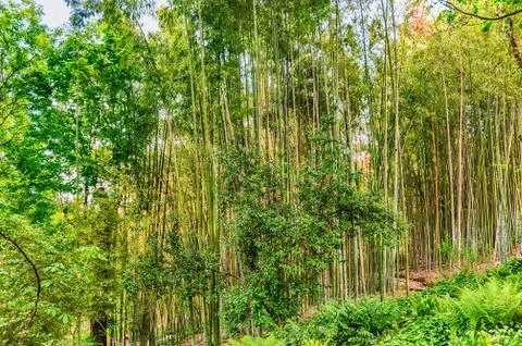 Background with foliage pattern of bamboo trees Foto stock