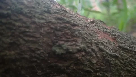 Background Stock Footage 169731402