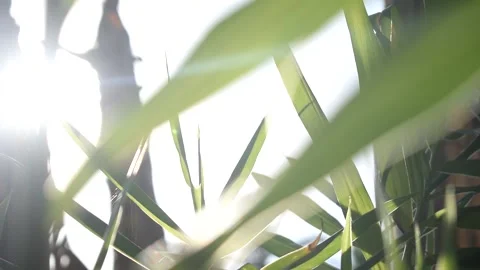 BACKGROUND Stock Footage 294154100