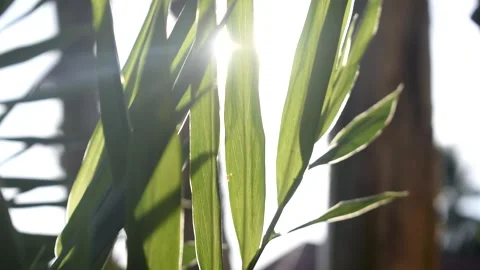 BACKGROUND Stock Footage 294154110