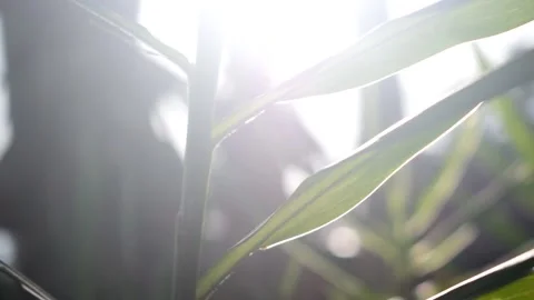 BACKGROUND Stock Footage 294154122