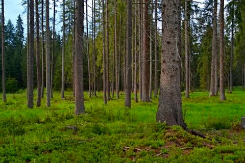 Background forest clearing with spruce trees Stock Photos