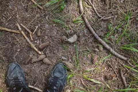 Background of forest floor with needles, pine cones, grass and branches. Photos