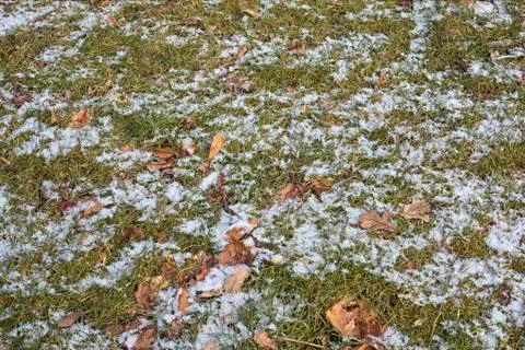 Background of forest ground with grass, leaves and snow Stock Photos
