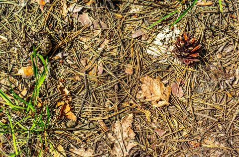 Background of forest land with pine needles, cones and green grass.. Foto stock