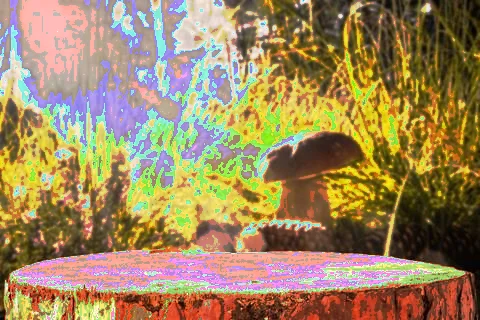 Background forest mushroom tree stumps Stock Photos