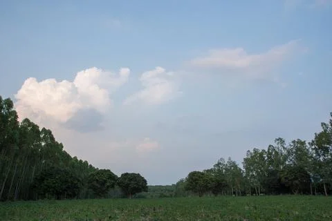 Background forest trees and sky, clouds Stock Photos