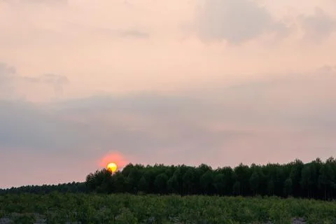 Background forest trees and sky clouds Stock Photos