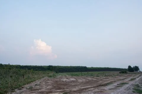 Background forest trees and sky, clouds Stock Photos