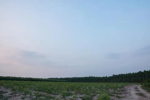 Background forest trees and sky, clouds Stock Photos