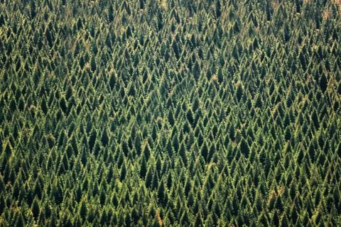 Background of forest with trees pattern Stock Photos