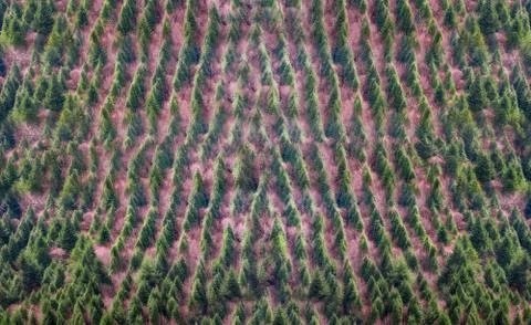 Background of forest with trees pattern Foto stock