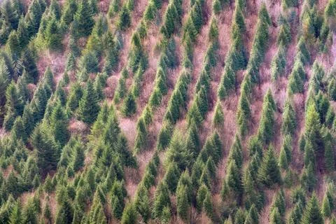 Background of forest with trees pattern Stock Photos
